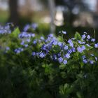 Myosotis