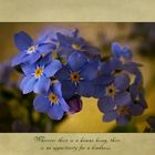 Myosotis...