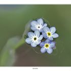 Myosotis