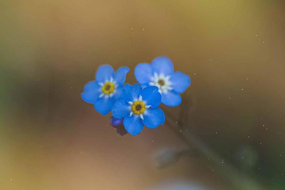 Myosotis