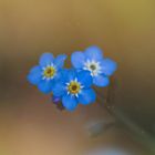 Myosotis