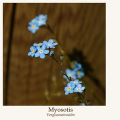 Myosotis