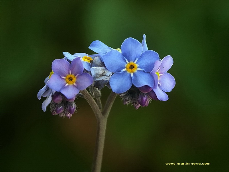 MYOSOTIS