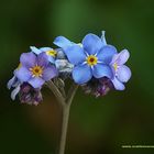 MYOSOTIS