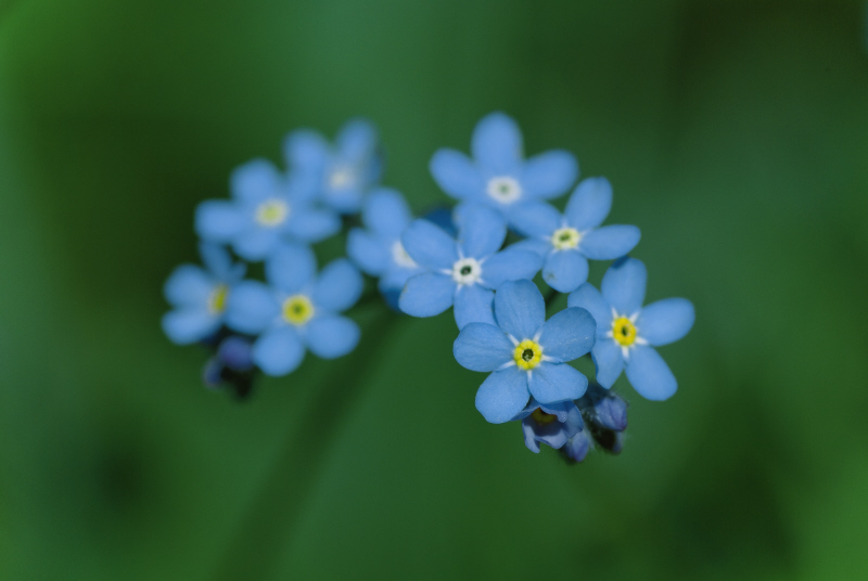 myosotis alpestre