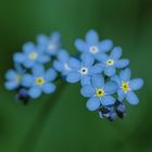 myosotis alpestre