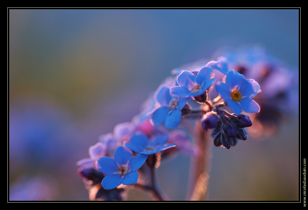 Myosotis au couchant