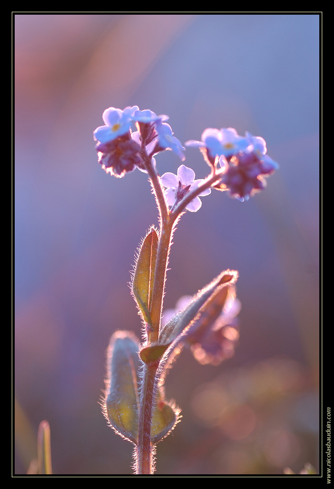 Myosotis au soleil couchant