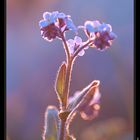 Myosotis au soleil couchant