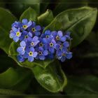 Myosotis...