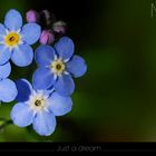 Myosotis