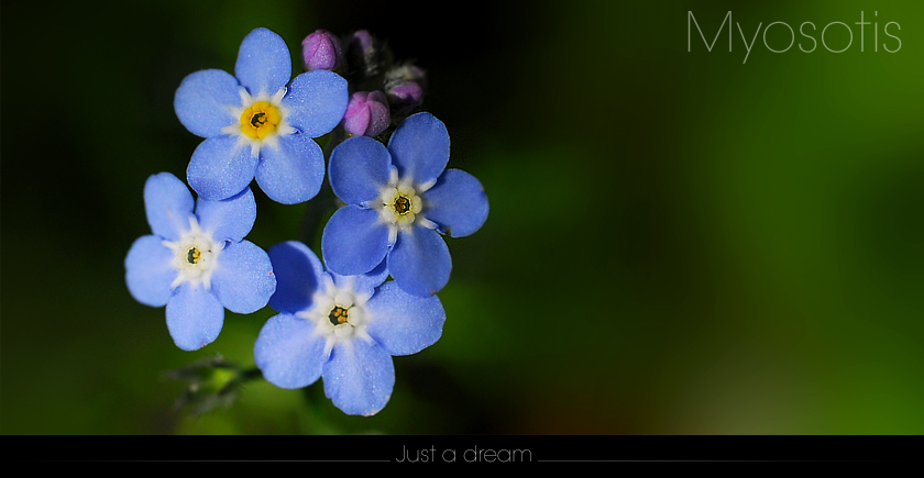 Myosotis