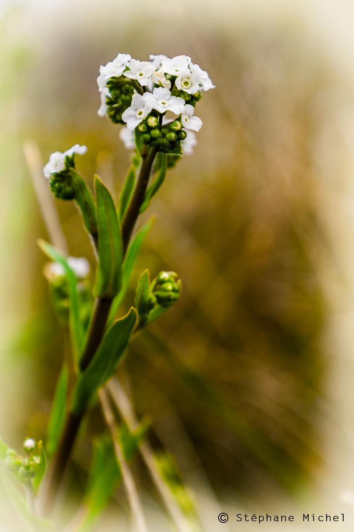 Myosotis de bourbon