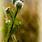 Myosotis de bourbon