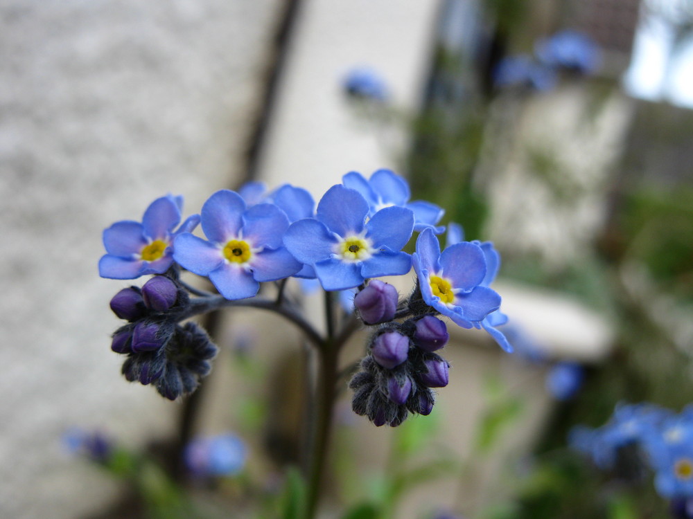 Myosotis