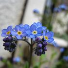 Myosotis