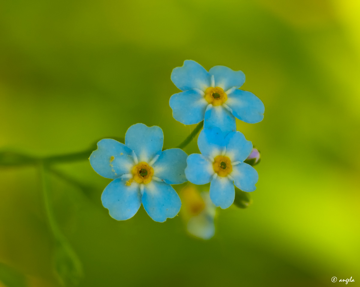 Myosotis, nomeolvides