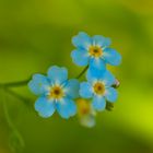 Myosotis, nomeolvides