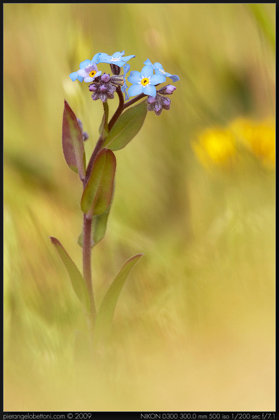 Myosotis Non Ti Scordar Di Me Foto Immagini Macro E