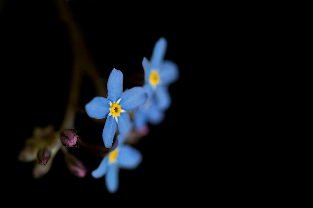 Myosotis oder auchVergissmeinnicht