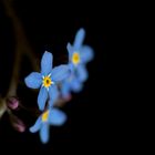 Myosotis oder auchVergissmeinnicht