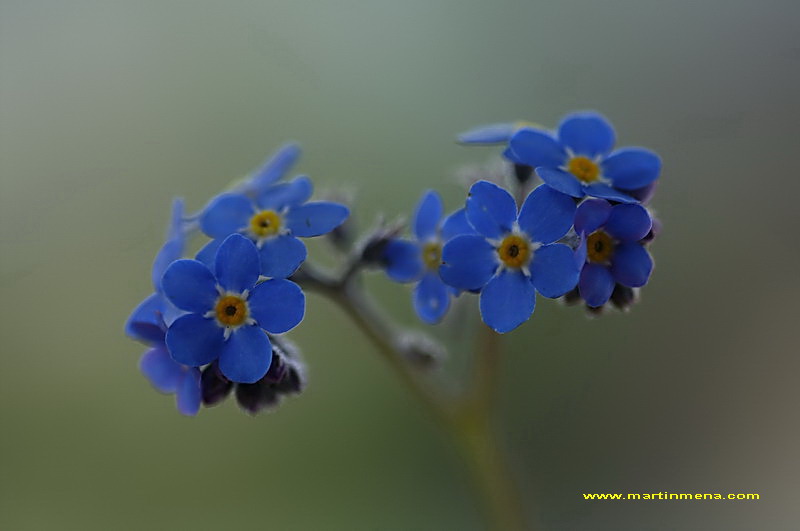 Myosotis, Pour Majalis.