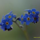 Myosotis, Pour Majalis.