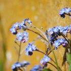 Myosotis prés du mur ocre