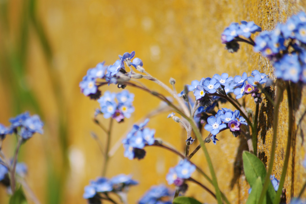 Myosotis prés du mur ocre