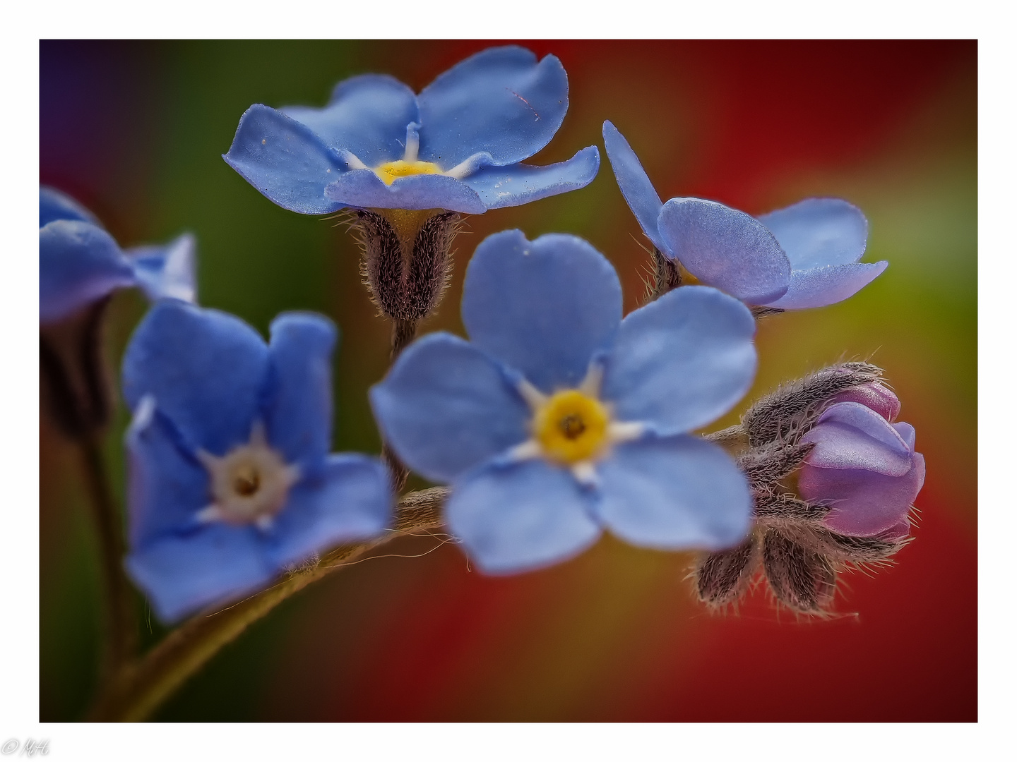 Myosotis sp. - Vergissmeinicht