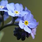 Myosotis sylvatica