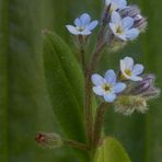 Myosotis Sylvatica