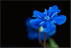 Myosotis sylvatica