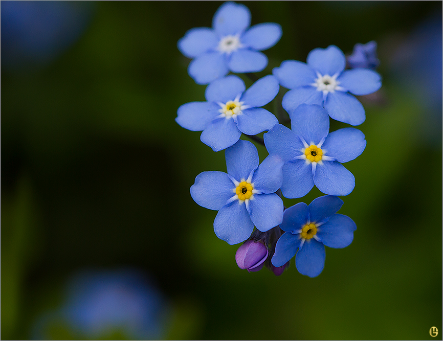 myosotis sylvatica