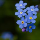 myosotis sylvatica