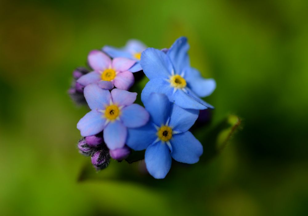 myosotis sylvatica/vergissmeinnicht