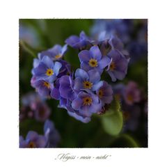 Myosotis - Vergiss-mein-nicht....