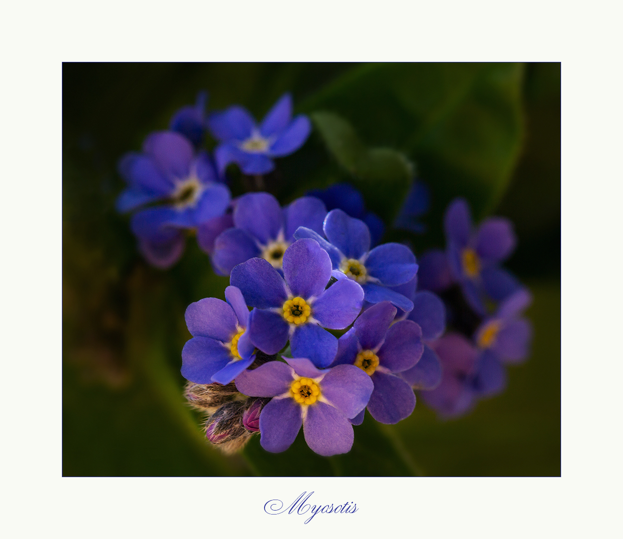 Myosotis - Vergiss-mein-nicht...