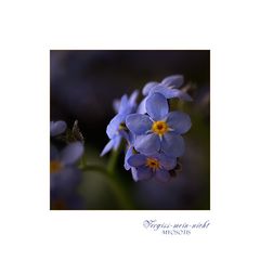 Myosotis - Vergissmeinnicht...