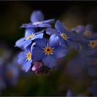 Myosotis... Vergissmeinnicht...