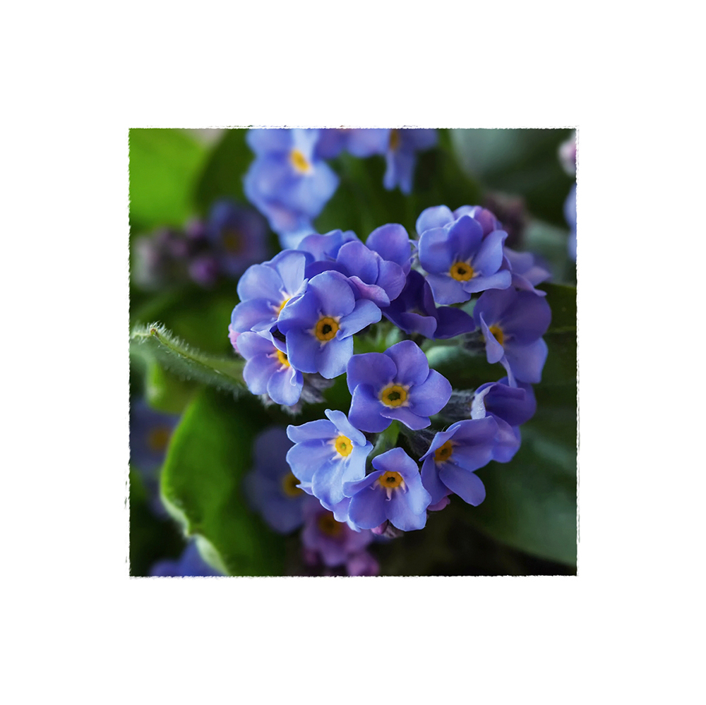 Myosotis - Vergissmeinnicht....