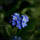 Myosotis - Vergissmeinnicht.... II.