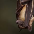 Myotis