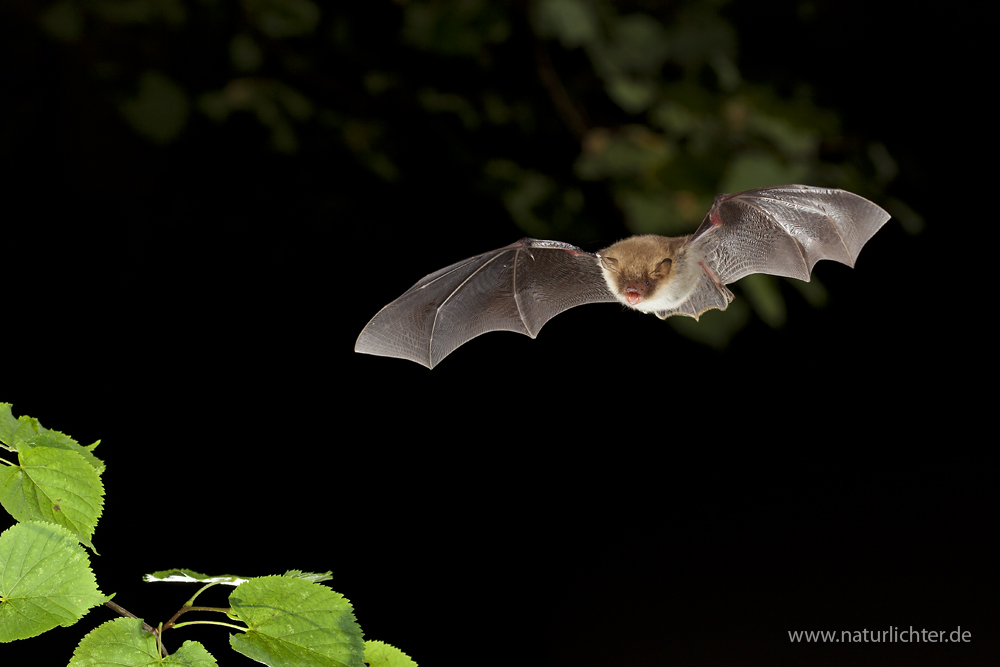 Myotis nattereri