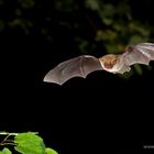 Myotis nattereri