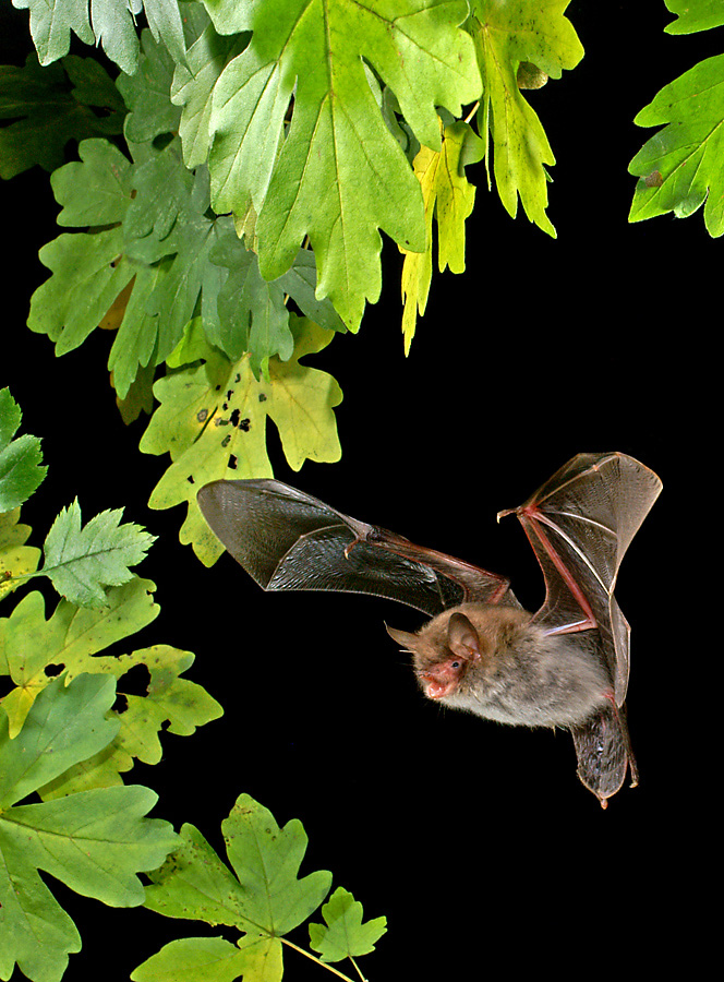 Myotis nattereri