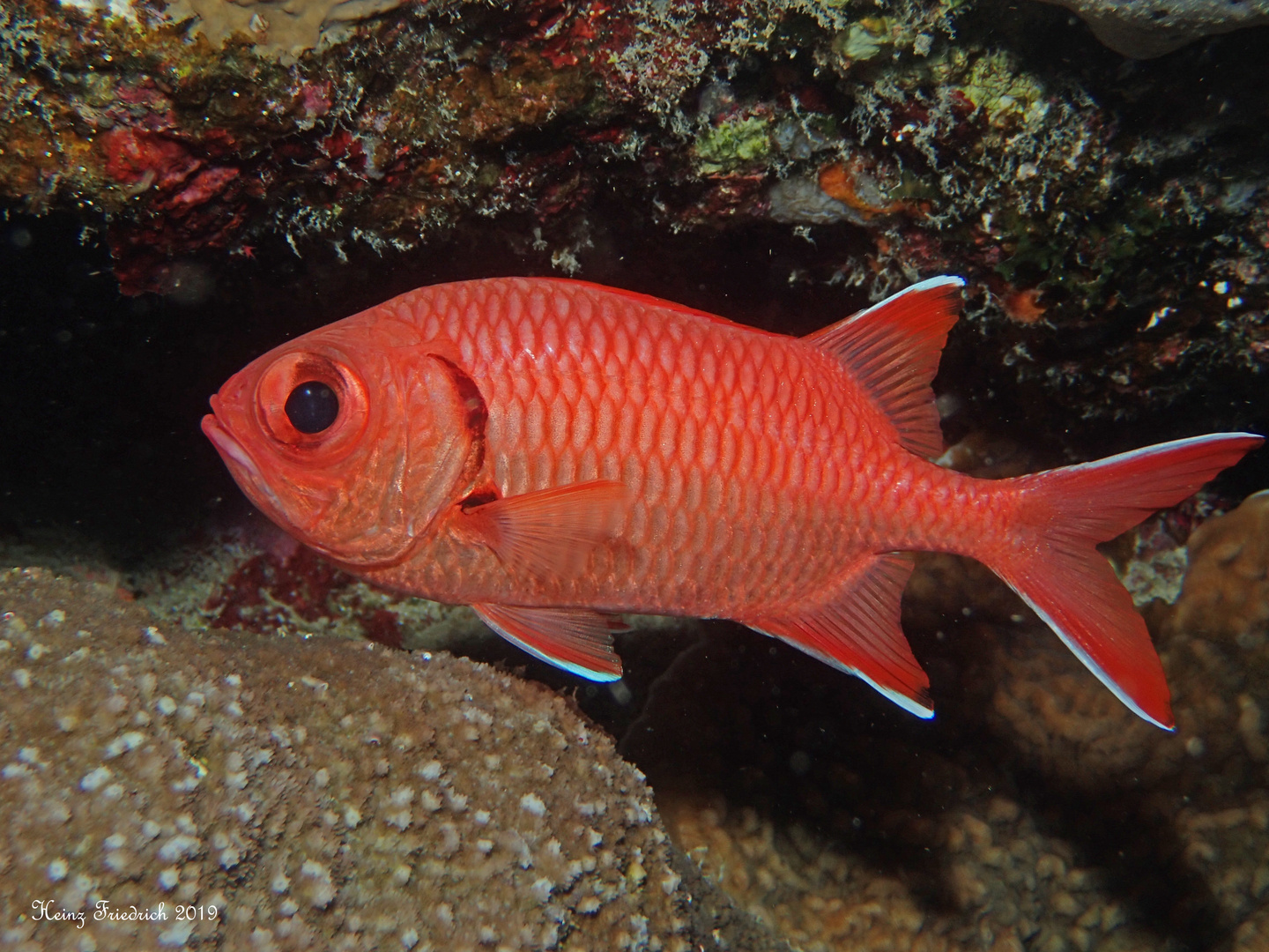 Myripristinae