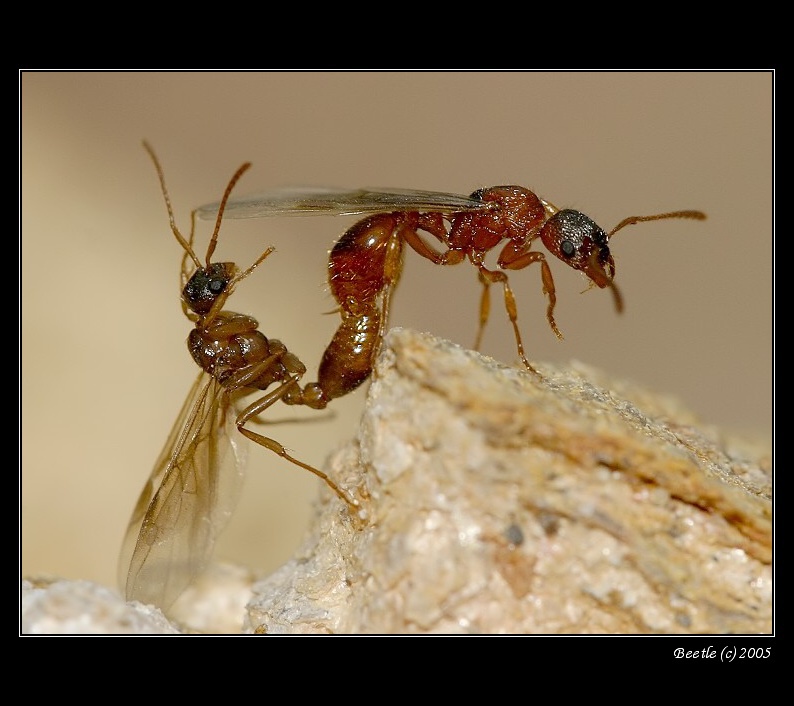 Myrmica ants