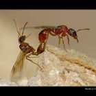 Myrmica ants