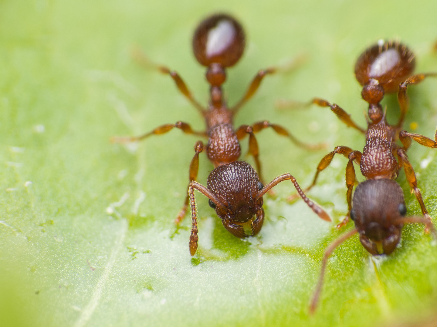 Myrmica bei der Zuckerwasseraufnahme